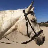 bridle